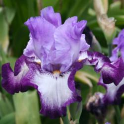 Location: Schreiner's Iris Garden
Date: 2011-05-20