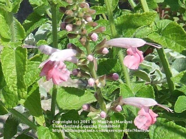 Photo of Hummingbird Sage (Salvia coccinea 'Coral Nymph') uploaded by Marilyn