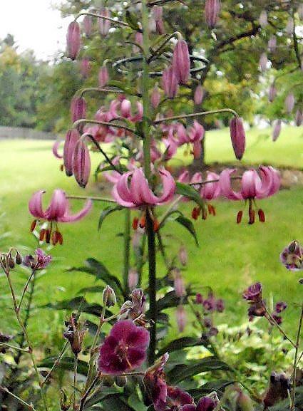 Photo of Martagon Lily (Lilium martagon) uploaded by ge1836