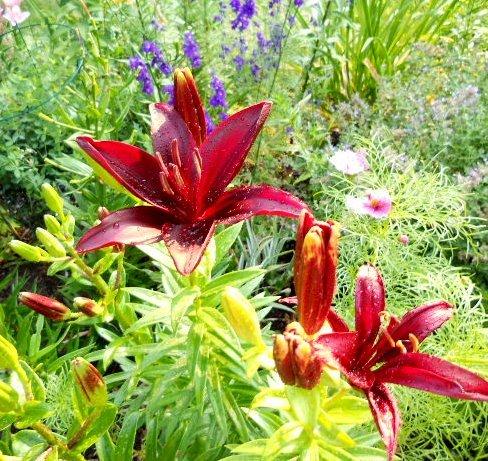 Photo of Lily (Lilium 'Landini') uploaded by ge1836