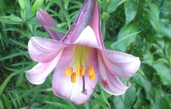 Photo of Lily (Lilium Pink Perfection) uploaded by ge1836