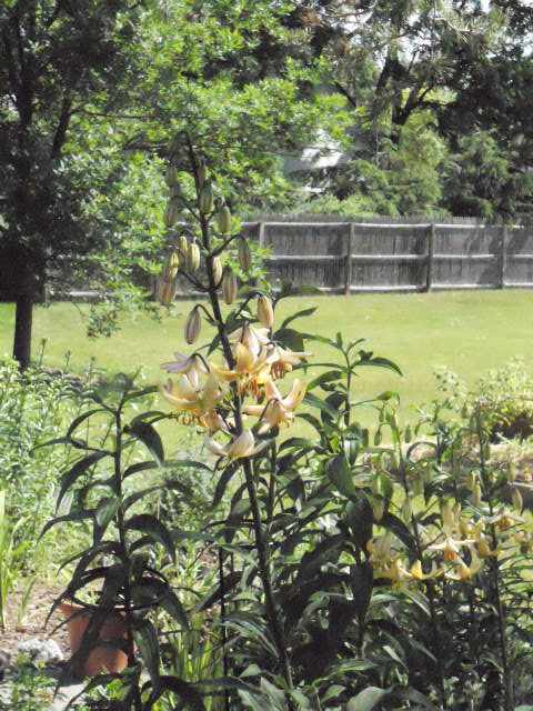 Photo of Lily (Lilium x dalhansonii 'Mrs R.O. Backhouse') uploaded by ge1836