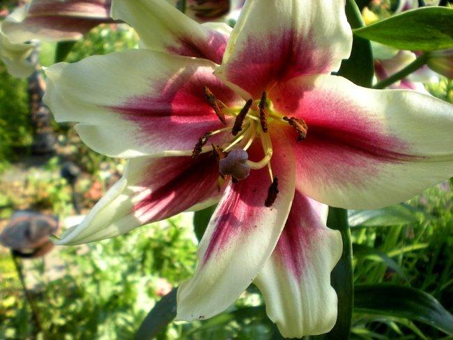 Photo of Lily (Lilium 'Garden Pleasure') uploaded by ge1836