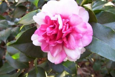 Photo of Camellias (Camellia) uploaded by hementia