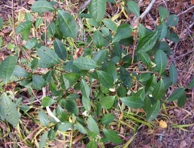 Photo of Tea Plant (Camellia sinensis) uploaded by hementia