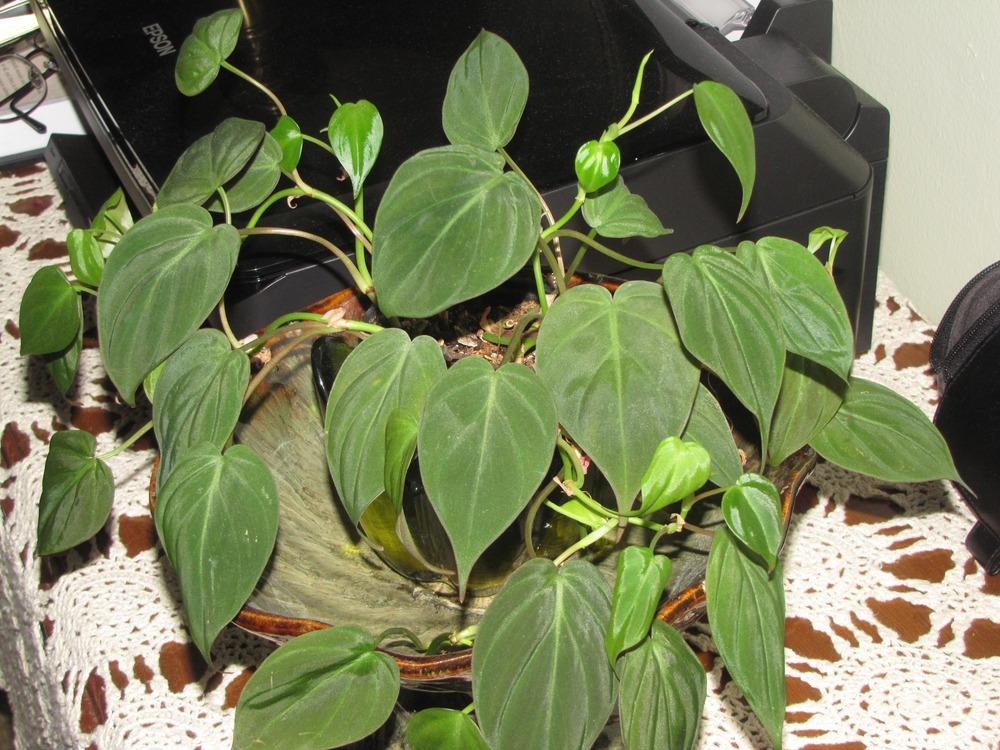 Photo of Velvet Leaf Philodendron (Philodendron hederaceum) uploaded by plantladylin