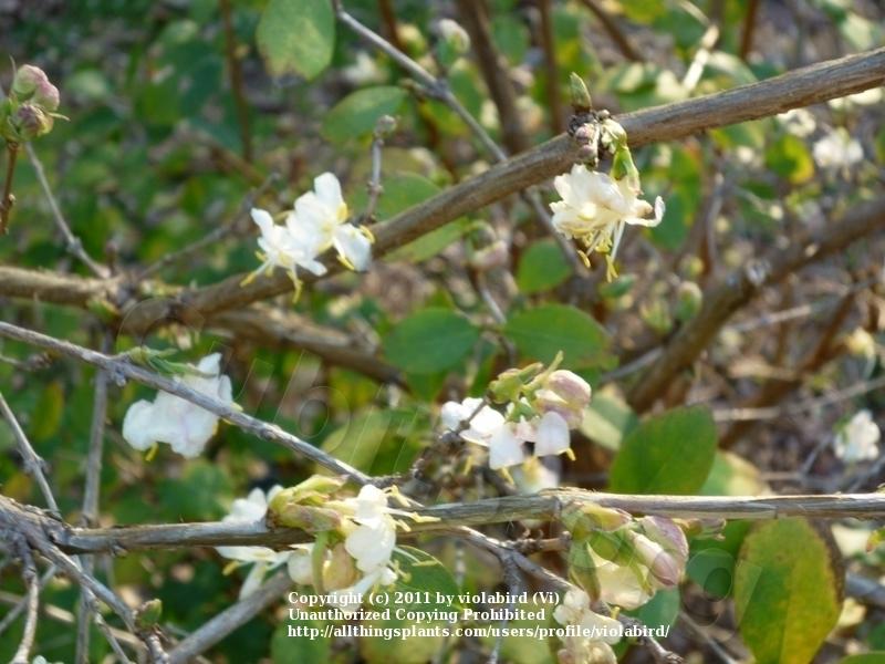 Photo of Winter Honeysuckle (Lonicera fragrantissima) uploaded by violabird