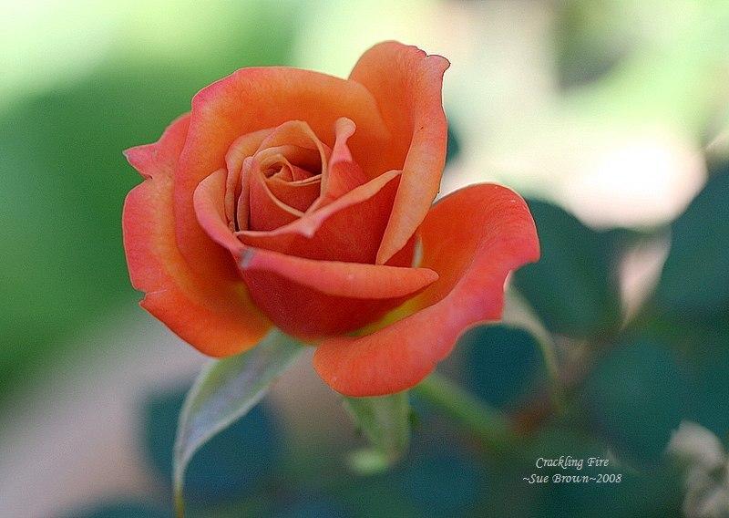 Photo of Rose (Rosa 'Crackling Fire') uploaded by Calif_Sue