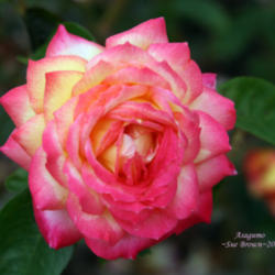 Location: San Jose Heritage Rose Garden
Date: 2010-10-22