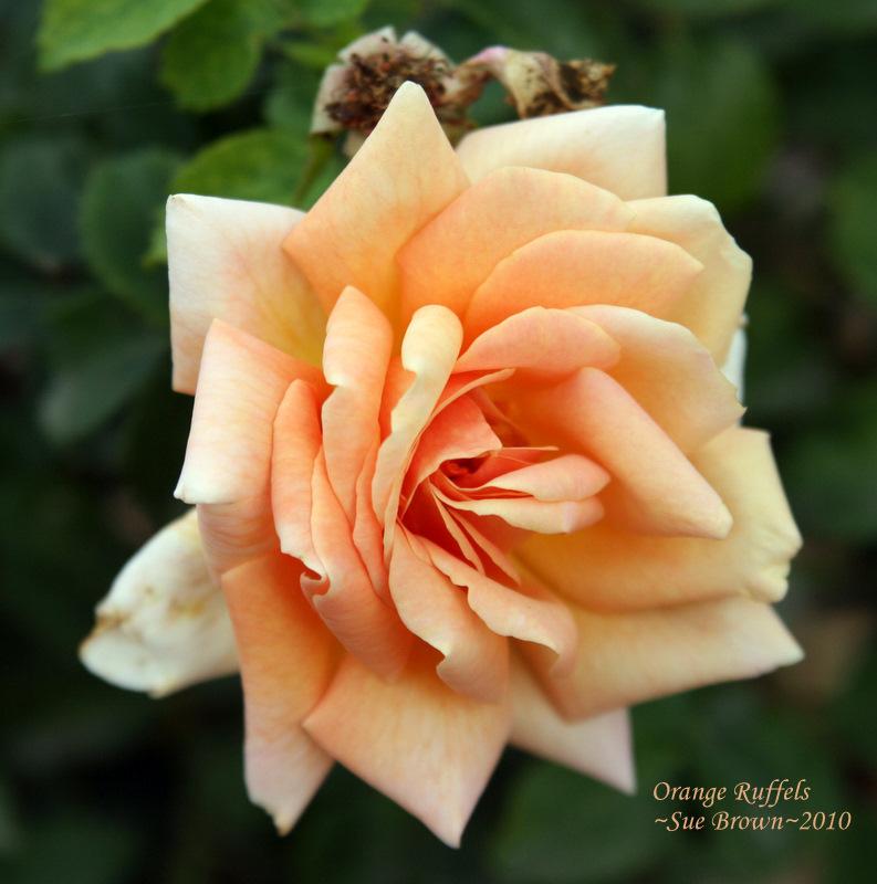 Photo of Rose (Rosa 'Orange Ruffels') uploaded by Calif_Sue