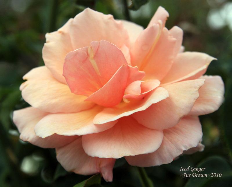 Photo of Rose (Rosa 'Iced Ginger') uploaded by Calif_Sue