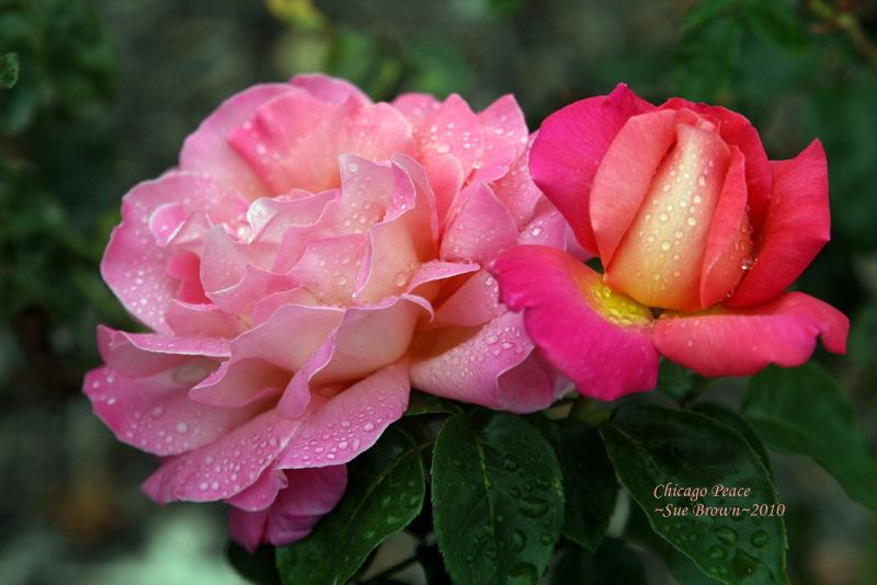 Photo of Rose (Rosa 'Chicago Peace') uploaded by Calif_Sue