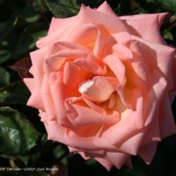 Location: San Jose Heritage Rose Garden
Date: 2007-11-12