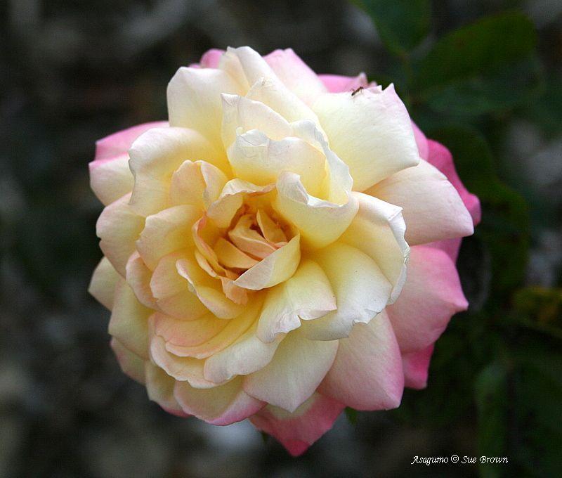 Photo of Rose (Rosa 'Asagumo') uploaded by Calif_Sue