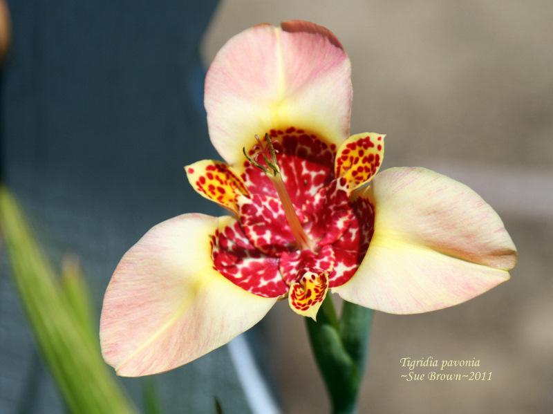 Photo of Mexican Shell Flower (Tigridia pavonia) uploaded by Calif_Sue