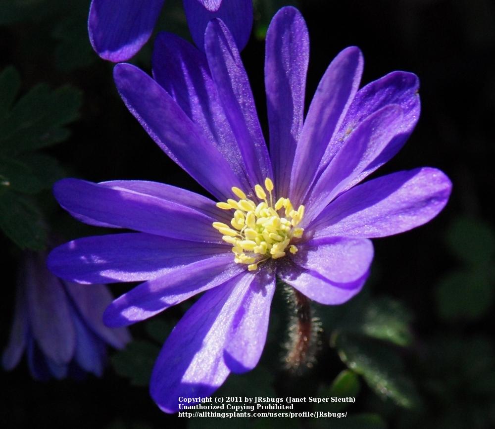 Photo of Grecian Windflower (Anemone blanda) uploaded by JRsbugs