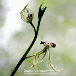Location: My home, near Lincoln UK.
Date: 2008-04-05
Formerly called Encyclia cochleata.  I've had this for years, it'