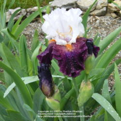 Location: My garden in Kentucky
Date: 2009-05-07
First year bloom