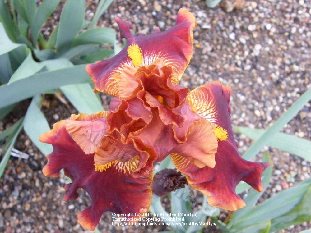 Photo of Tall Bearded Iris (Iris 'Rustler') uploaded by Marilyn