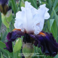 Location: My garden in Kentucky
Date: 2009-05-12
First year bloom