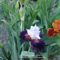 Location: My garden in Kentucky
Date: 2009-05-12
First year bloom.  Growing next to 'Rustler'.