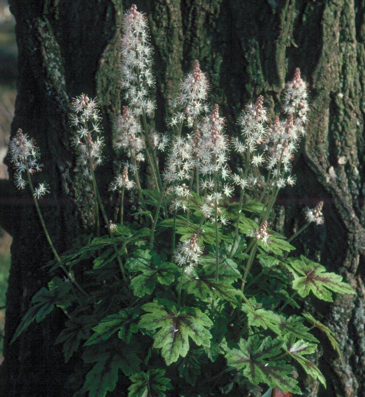 Photo of Allegheny Foamflower (Tiarella cordifolia 'Elizabeth Oliver') uploaded by NJBob