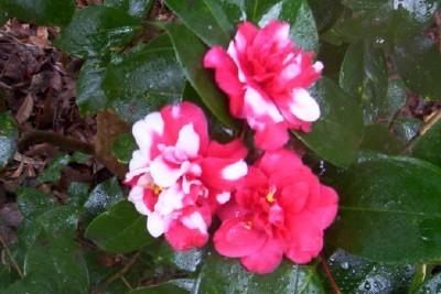 Photo of Camellias (Camellia) uploaded by hementia