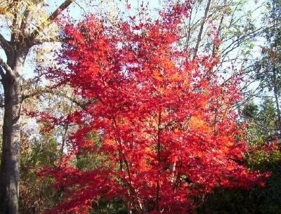 Photo of Japanese Maple (Acer palmatum) uploaded by hementia