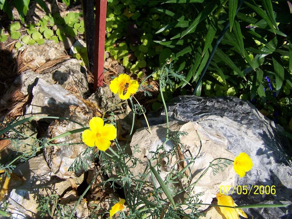 Photo of Collarless California Poppy (Eschscholzia caespitosa) uploaded by jmorth