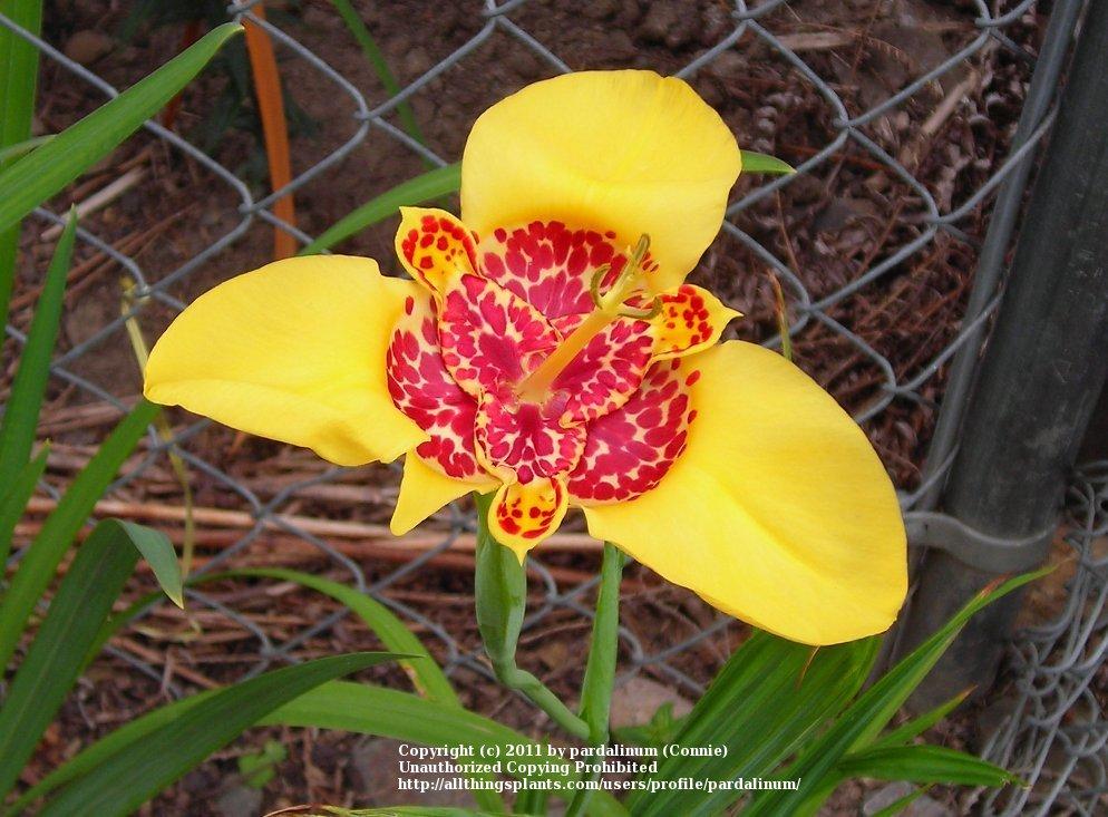 Photo of Mexican Shell Flower (Tigridia pavonia) uploaded by pardalinum