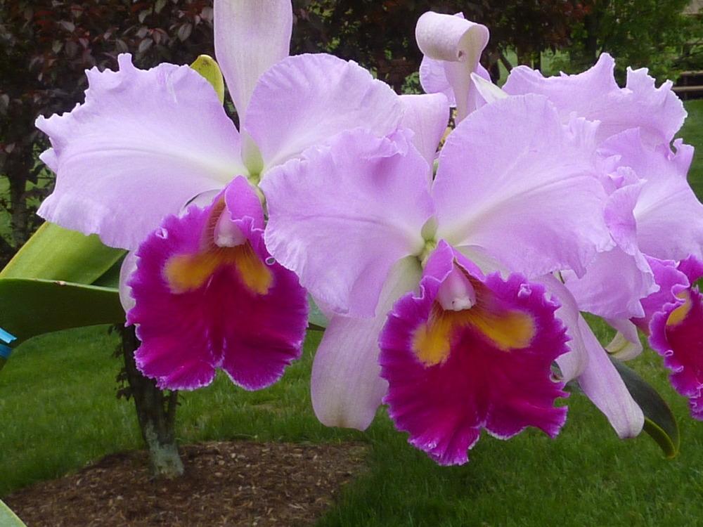 Photo of Orchid (Cattleya) uploaded by sandnsea2