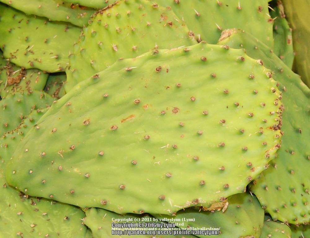 Photo of Prickly Pears (Opuntia) uploaded by valleylynn