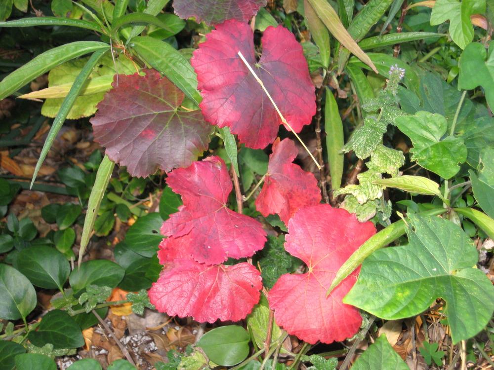 Photo of California Grape (Vitis californica 'Roger's Red') uploaded by wcgypsy