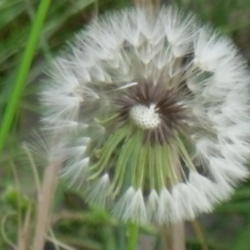 Location: Northeastern, Texas - near the pond
Date: May 2011
Make a wish!