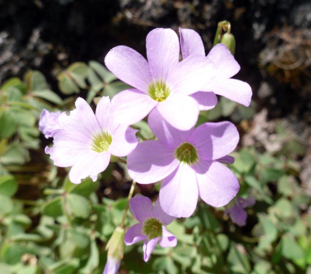 Photo of Violet Wood Sorrel (Oxalis violacea) uploaded by wildflowers