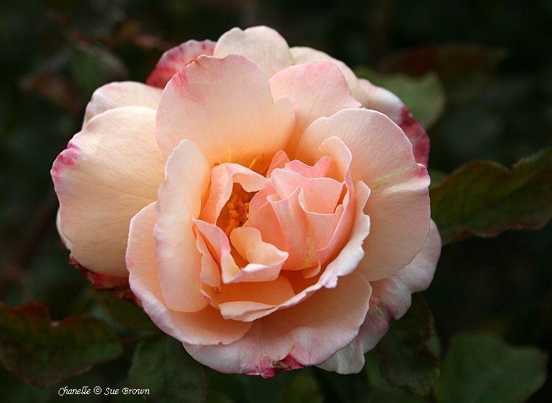 Photo of Rose (Rosa 'Chanelle') uploaded by Calif_Sue