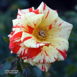 Location: San Jose Heritage Rose Garden
Date: 2009-10-15