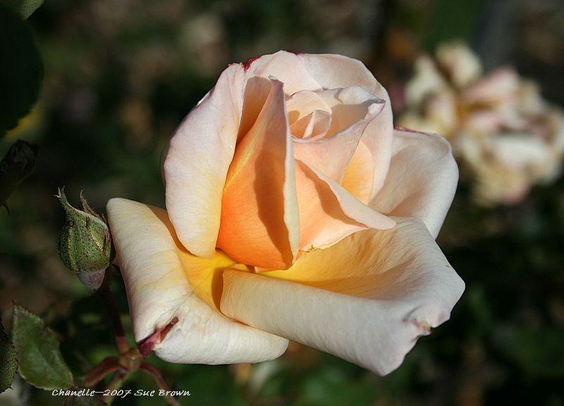 Photo of Rose (Rosa 'Chanelle') uploaded by Calif_Sue