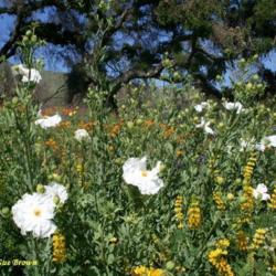 Location: Santa Barbara Botanical Gardens, CA
Date: 2010-05-05
