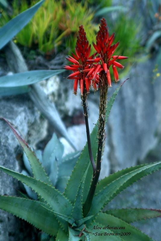 Photo of Krantz Aloe (Aloe arborescens) uploaded by Calif_Sue