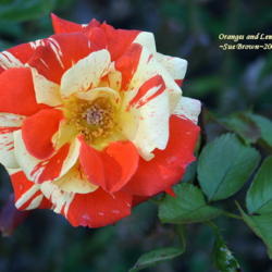 Location: San Jose Municipal Rose Garden
Date: 2009-10-15