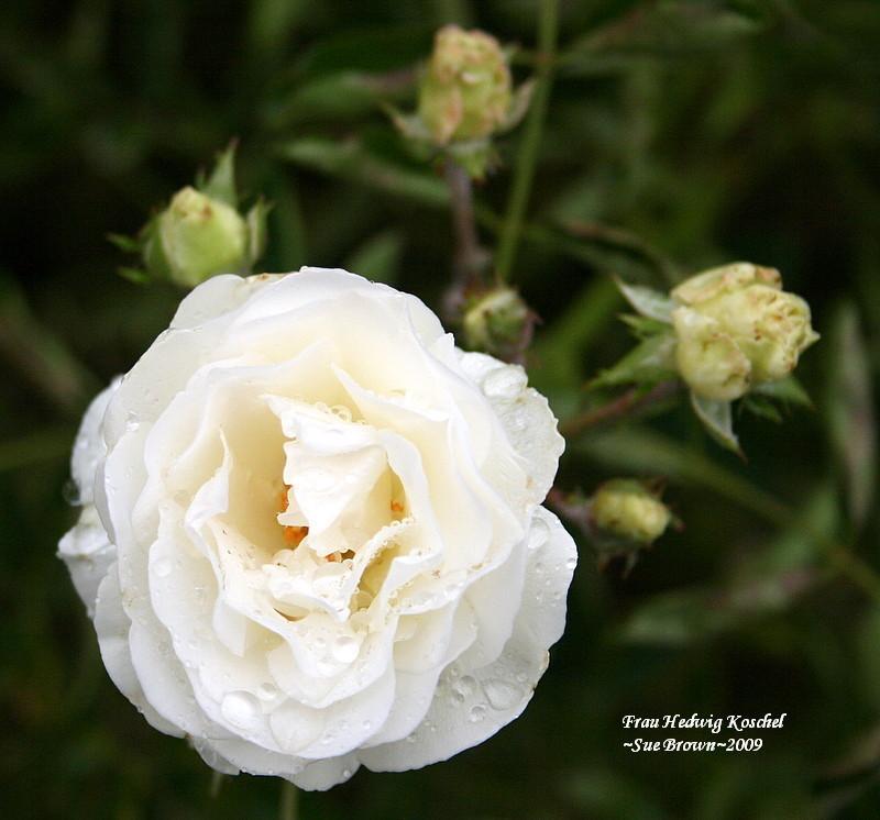 Photo of Rose (Rosa 'Frau Hedwig Koschel') uploaded by Calif_Sue