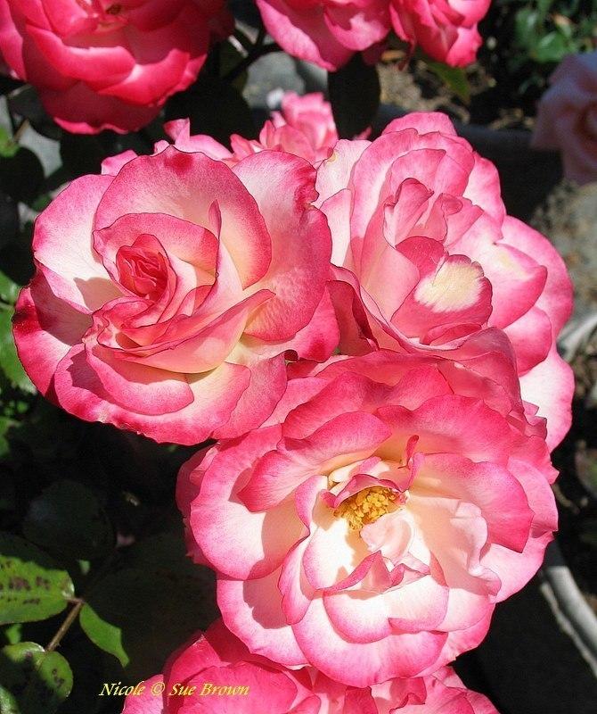 Photo of Rose (Rosa 'Nicole') uploaded by Calif_Sue