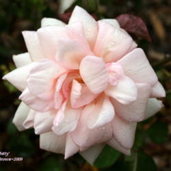Location: San Jose Heritage Rose Garden
Date: 2009-10-19