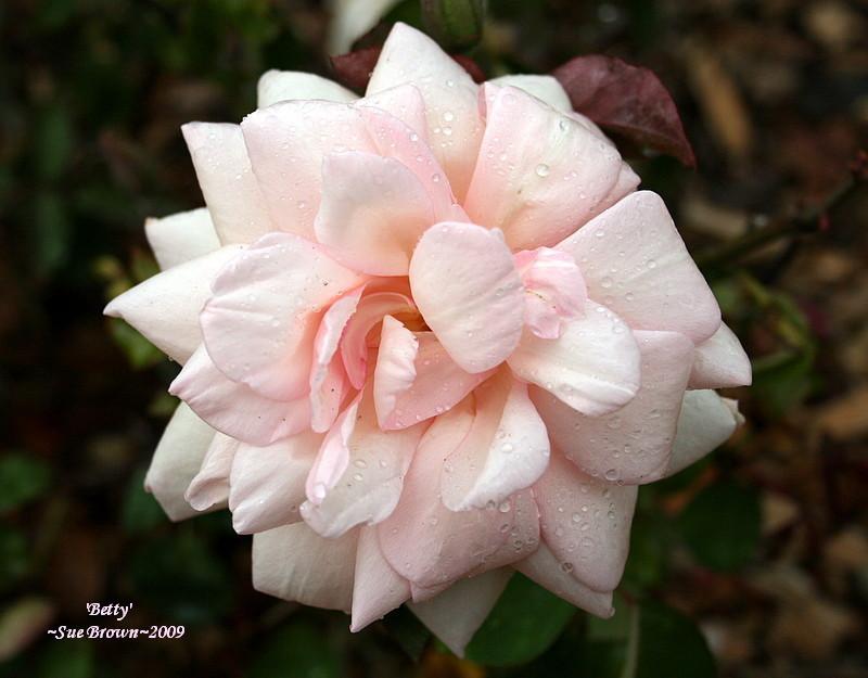 Photo of Rose (Rosa 'Betty') uploaded by Calif_Sue