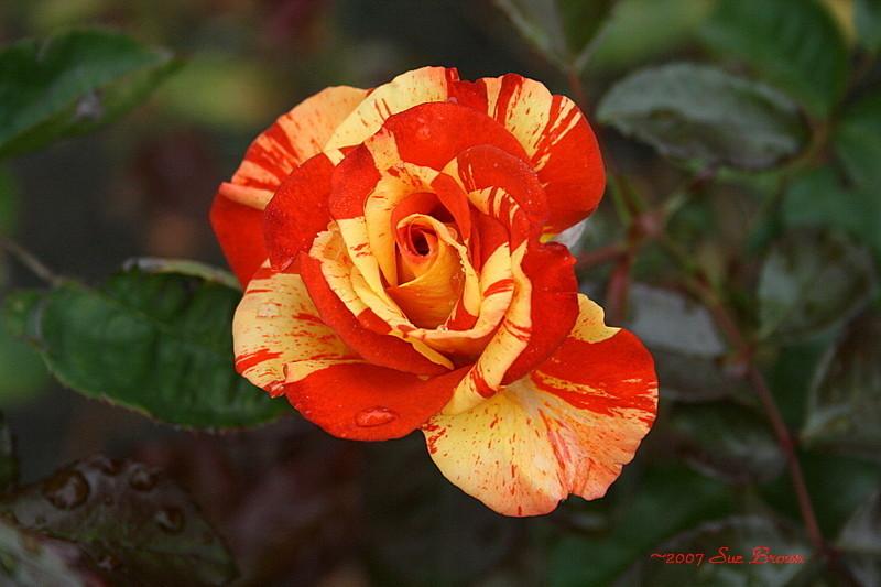 Photo of Rose (Rosa 'Oranges 'n' Lemons') uploaded by Calif_Sue