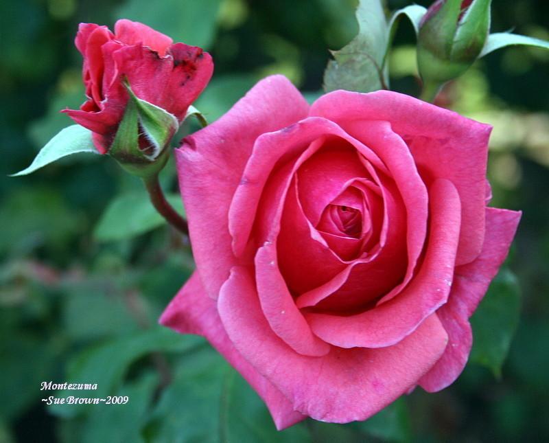 Photo of Rose (Rosa 'Montezuma') uploaded by Calif_Sue