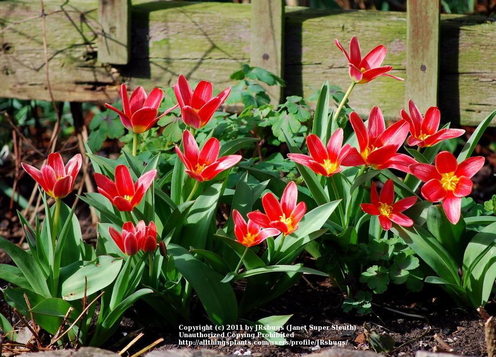 Photo of Waterlily Tulip (Tulipa kaufmanniana 'Shakespeare') uploaded by JRsbugs