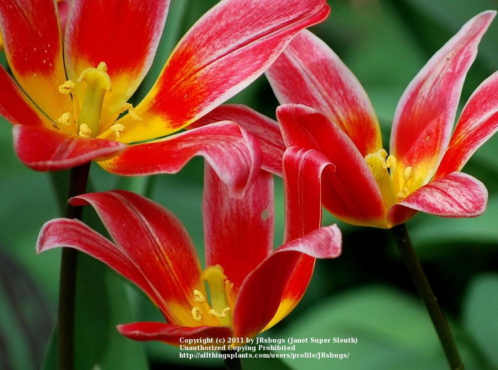 Photo of Waterlily Tulip (Tulipa kaufmanniana 'Shakespeare') uploaded by JRsbugs
