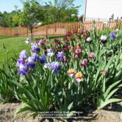 Location: My garden in KentuckyDate: 2010-05-06First year bloom.
